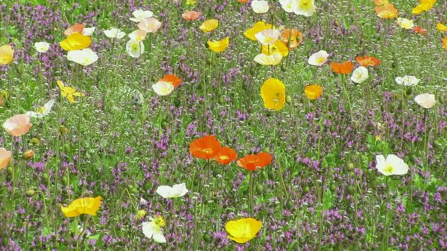 そよ風に揺れるポピー（パンニング撮影