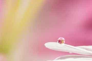 Flower, lily, drop, close-up, macro.
