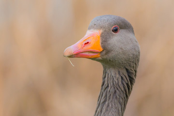 Graugans (Anser anser) im Porträt