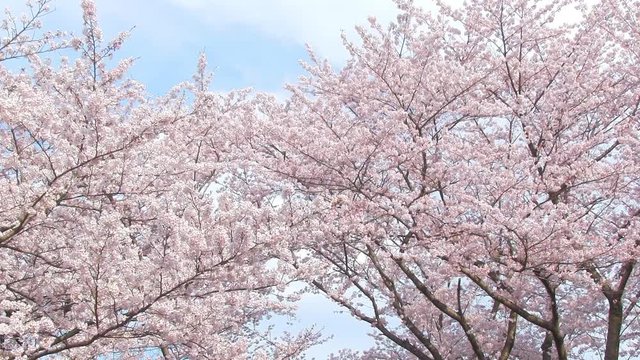 花盛りの桜