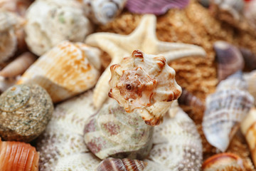 Sea shell background