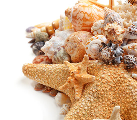 Seashells isolated on white