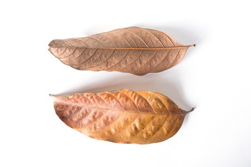 dry leaves on white background