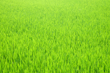 A Scenic Shot of the Paddy Field Plantations in Malaysia