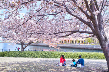 お花見をする家族 © 7maru