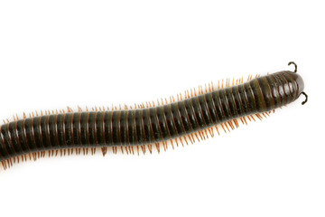animal millipede isolated on white background and empty area for text, Nature concept.