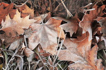 Pile of different dry leaves underfoot