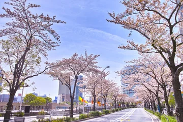 Papier Peint photo autocollant Fleur de cerisier 横浜　さくら通りの桜並木