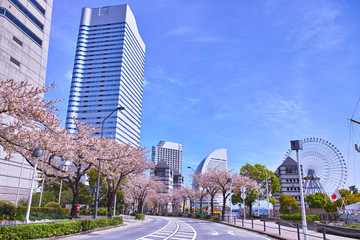 Une rangée de cerisiers en fleurs sur l& 39 avenue Sakura-dori à Yokohama