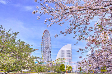 桜と横浜の風景