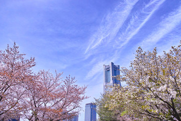 桜と高層ビル