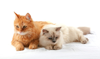 Ginger and Siamese cats isolated on white