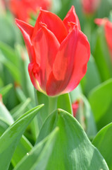 Tulips in spring