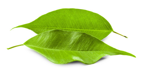 Green tea leaves, isolated on white