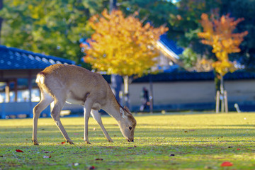 fall season of Nara city, Japan with nice yellowred color