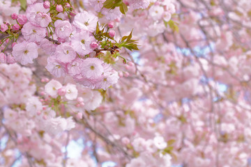 満開の桜