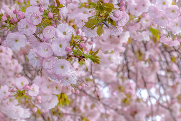 満開の桜