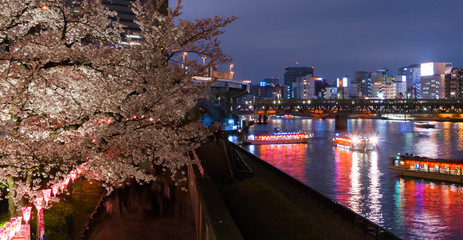 cherry blossom,night cruise
