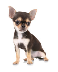 Small chihuahua puppy on the white background