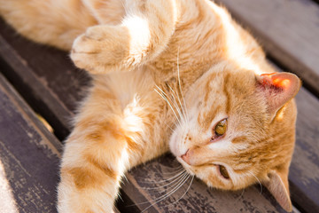 Close up of orange cat face lie on wood bench background with sunlight