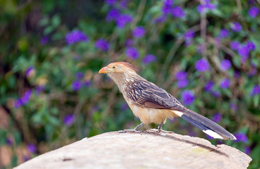 Guira cuckoo (Guira guira), South American bird
