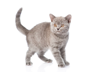 Young gray kitten standing. isolated on white background