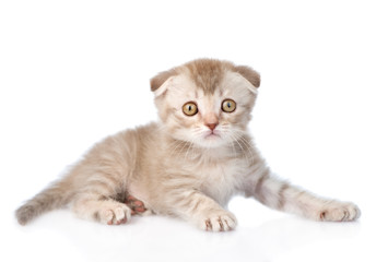Tiny tabby kitten looking at camera. isolated on white backgroun