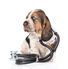 Basset hound puppy with stethoscope on his neck. isolated on whi