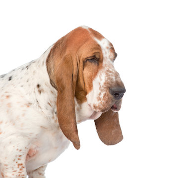 Adult basset hound dog in profile. isolated on white background