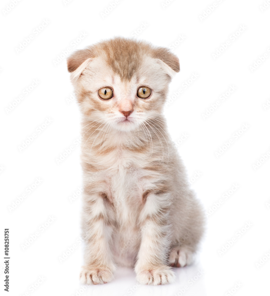 Poster Tiny tabby kitten looking at camera. isolated on white backgroun