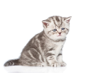 Tabby kitten sitting in profile. isolated on white background