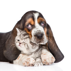 basset hound puppy embracing tiny kitten. isolated on white back