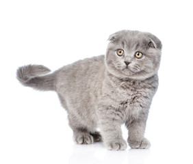 Young gray kitten looking away. isolated on white background