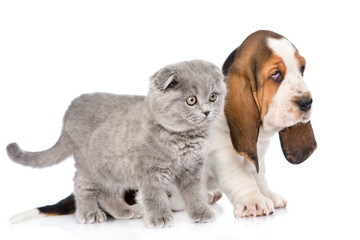Kitten and basset hound puppy standing in profile. isolated on w