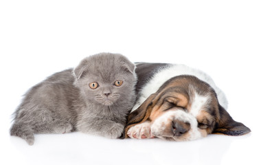 Gray kitten and sleeping basset hound puppy lying together. isol