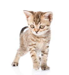 Fototapeta premium Tiny tabby kitten looking at camera. isolated on white backgroun