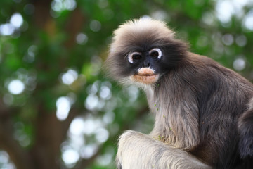 Dusky leaf monkey in Thailand
