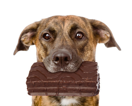 Dog with chocolate in the mouth. isolated on white background
