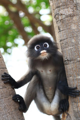 Dusky leaf monkey in Thailand