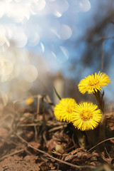 spring yellow flowers in fallen leaves - obrazy, fototapety, plakaty