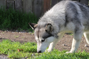 Собака на улице 