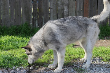 Собака на улице 