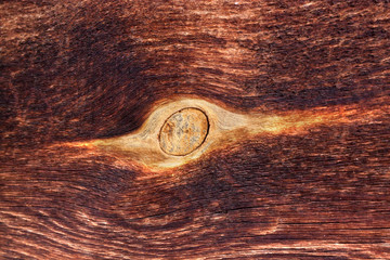 Wood texture of cut tree trunk, close-up