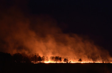 Fototapeta na wymiar Forest fire. Pine forest on the hill is lit at night.