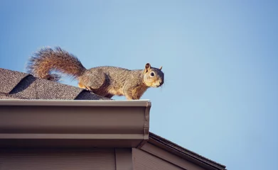 Wall murals Squirrel Squirrel on the roof top