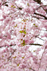 The flowers of sakura.