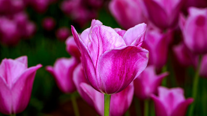 Blooming Tulip Flowers