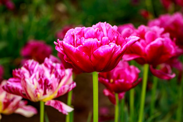 Obraz na płótnie Canvas Blooming Tulip Flowers