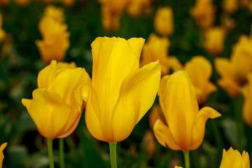 Obraz premium Blooming Tulip Flowers