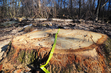 Tree stump  after deforestation with measuring tape